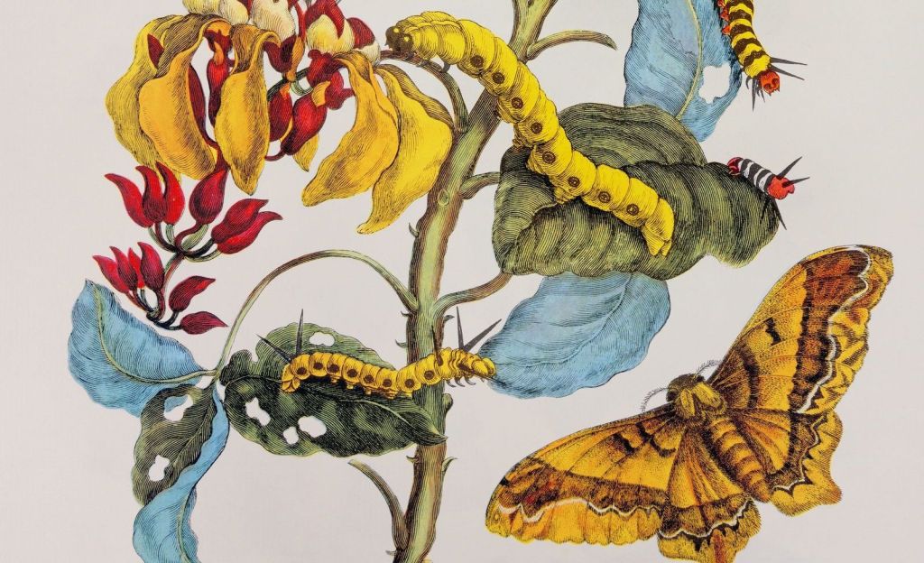 mariposa