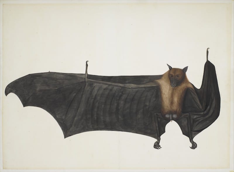 vampiros